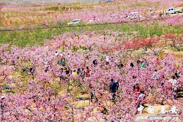 【秦安桃花会】各个主景桃园主要活动预告